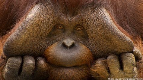Interesting Facts About Orangutans Just Fun Facts