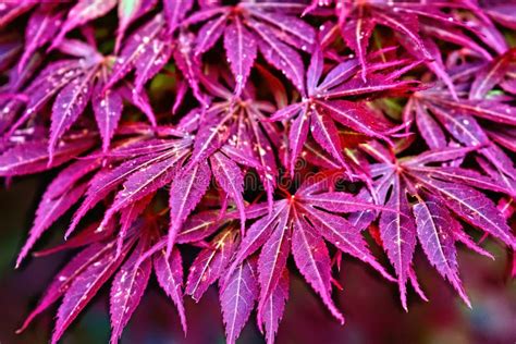Pink Leaves Of The Japanese Maple Trees Acer Palmatum In The Park Stock