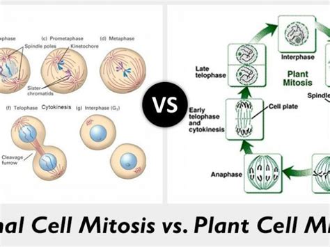 Plant Mitosis Vs Animal Mitosis Biology Wise Images And Photos Finder