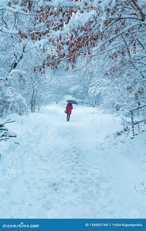 Girl With Umbrella In A Winter Park Stock Photo Image Of Rise