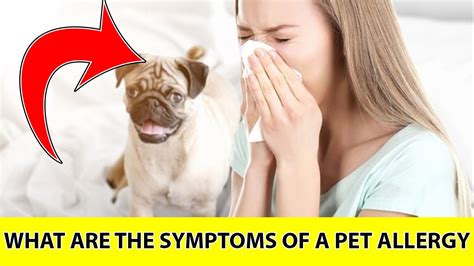 What Are The Symptoms Of A Pet Allergy Allergies Mayo Clinic