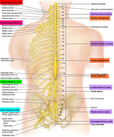 Diagram Of Human Spinal Cord Spinal Cord Diagram Labeled Anatomy Porn Sex Picture