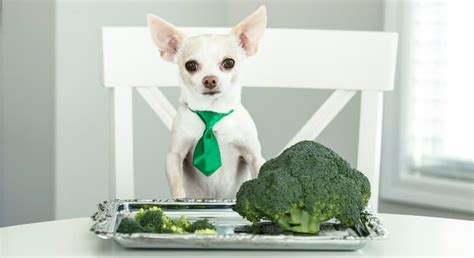 Food Facts Can Dogs Eat Broccoli In 2020 Can Dogs Eat Dog Eating