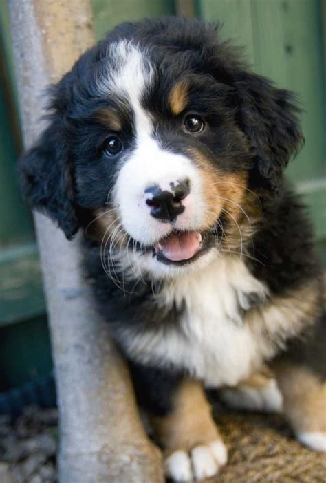 She Is A Cross Between The Golden Retriever And The Bernese Mountain