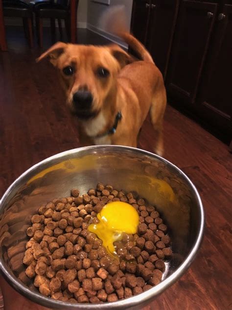 If you decide to feed your dog raw eggs, you can break them over your dog's normal food and stir them in. Getting rid of my foster dog's skin allergies with this ...