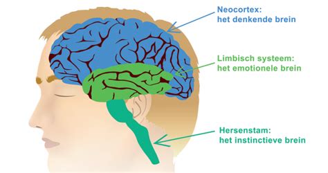 Mindfulness En De Drie Lagen In Ons Brein Academie Voor Openbewustzijn