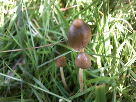 The Official Uk Liberty Cap Mushroom Season 2015 Mushroom Hunting