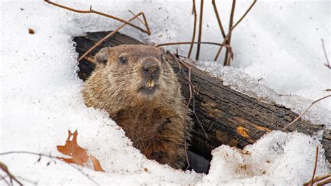 Groundhog Day: How Indiana, Illinois are tied to weird weather tradition