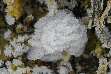 Ice Crystals Flowers Frost Flowers Ice Blossoms Forming On The Stock