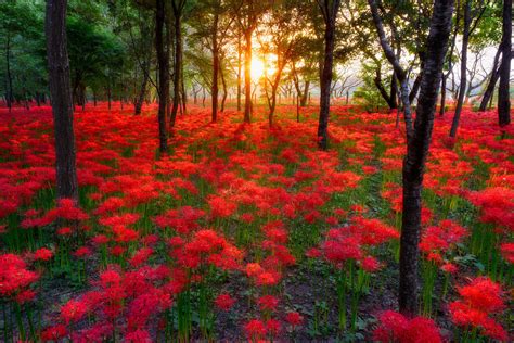Red Flowers In The Forest Image Abyss