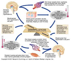 Homeostasis Thermoregulation