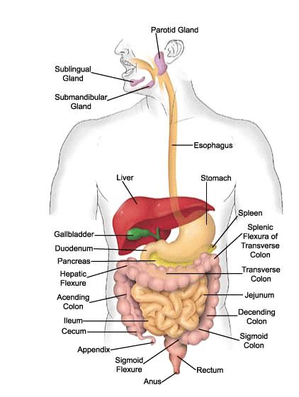 Upper Gastrointestinal Tract Diagram