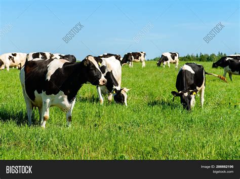 Cows Graze On Green Image Photo Free Trial Bigstock