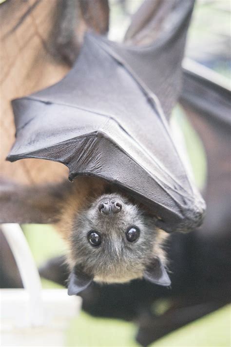 Pin By Sheri Lynn On Bats Bat Species Cute Bat Cute Wild Animals