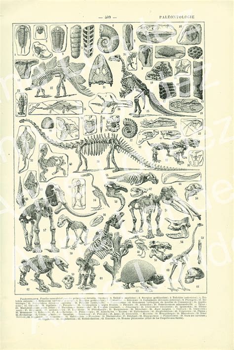 Paleontology Print 1948 Antique Paleontology Poster Skeleton Etsy