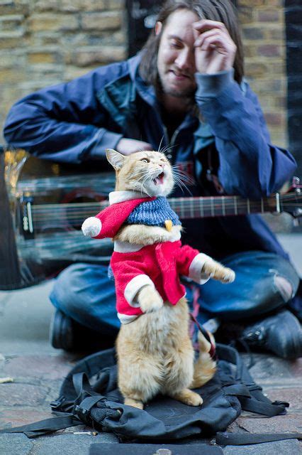Bob The Big Issue Cat Performs By Dan Chippendale Via Flickr Funny