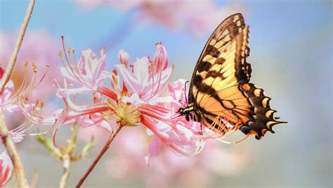 Pink Shell Azalea And The Appalachian Tiger Swallowtail Butterfly