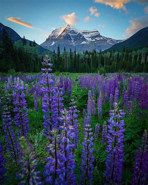 Lupines And Last Light At Mt Robson British Columbia Canada Oc