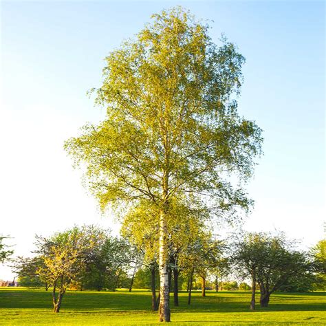 White Birch Trees For Sale