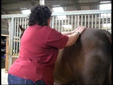 Equine Sports Massage Association Massage Techniques Youtube