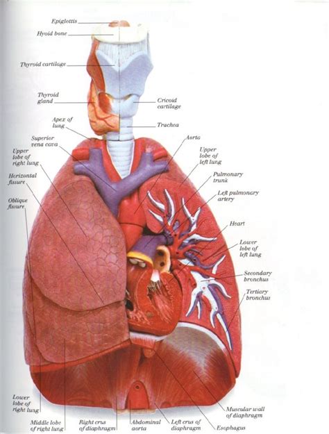 Diagrams Of Lung Printable 101 Diagrams