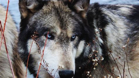 Wolf Face Wilderness Predators Wild Wildlife Nature Wolf Wolves