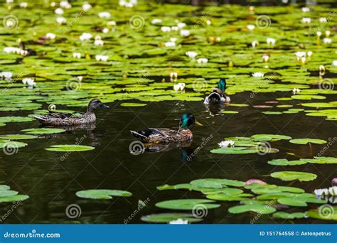 Water Lilies On A Quiet Forest Lake Summer Landscape Stock Photo