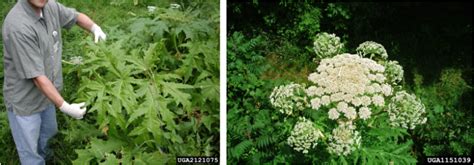 Heracleum Mantegazzianum Giant Hogweed Nc Invasive Plant Council