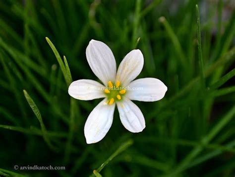 Arvind Katoch Photography Hd Pic Of Beautiful White Grass Flower