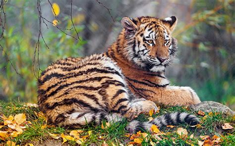 1920x1080px 1080p Free Download Small Tiger Wildlife Forest
