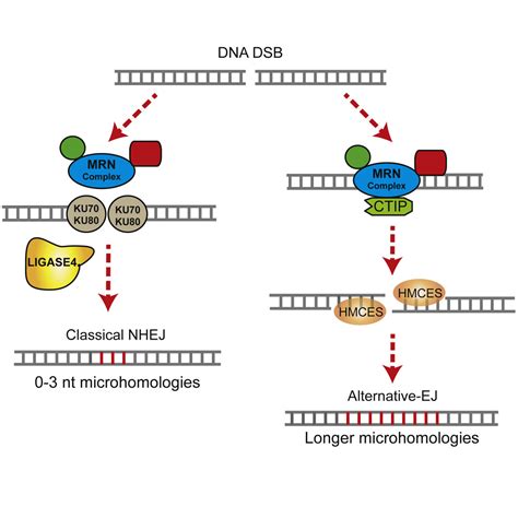 Hmces Functions In The Alternative End Joining Pathway Of The Dna Dsb