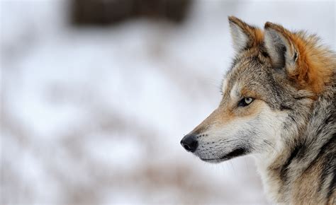 Tell Gov Evers Stop Gray Wolf Hunts In Wisconsin