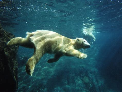 Polar Bear Wallpaper Animal Wallpaper Desktop Wallpaper Underwater