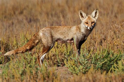 Generic Species Theurbanfoxwatcher Red Foxes Across The