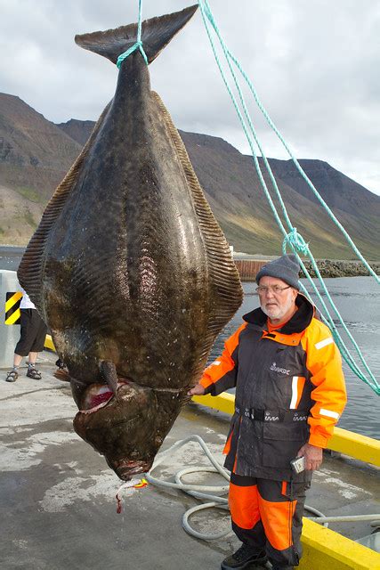 World Record Halibut A Photo On Flickriver