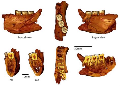 A Middle Pleistocene Hominin Of Serbia Internal Structure Of Our Early