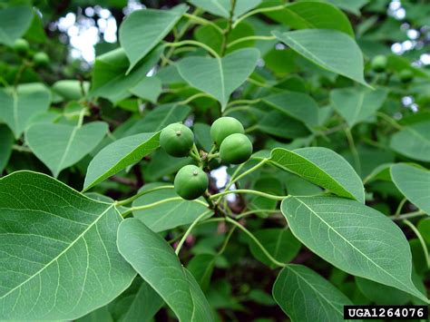 It pays to be mindful of drawbacks when planting fruit trees. Arkansas Invasive Pests | Invasive Plants