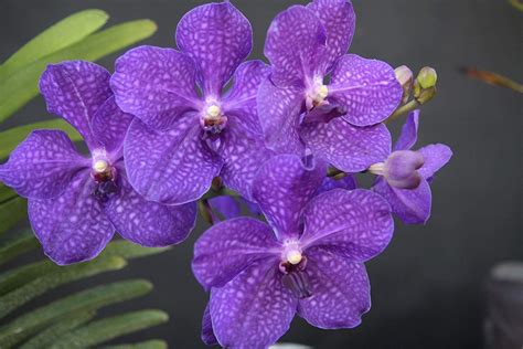 30 Different Types Of Orchids With Pictures Daftsex Hd