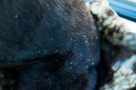 Dandruff In Dogs Causes And Treatment New York Vets