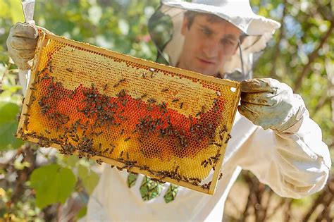 How Do Bees Make Honey Worldatlas