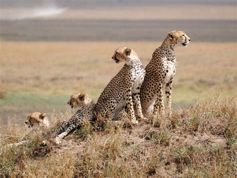 Serengeti National Park Tanzania Safari Tours Tanzania National Parks