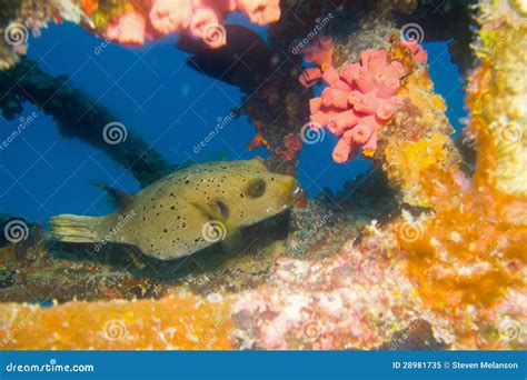 Pufferfish In Coral Reef Stock Image Image Of Tropical 28981735