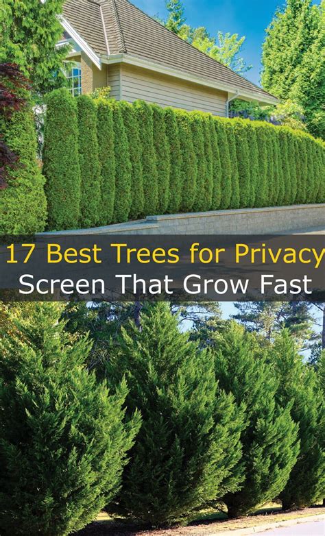17 Best Trees For Privacy Screen That Grow Fast Best Trees For