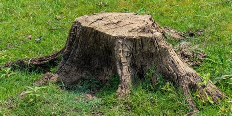 Reasons Why You Should Remove A Rotting Tree Stump
