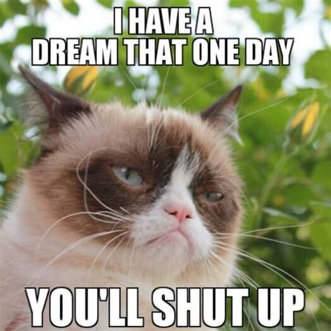 Download The Awesome Funny Grump Cat Memes Hilarious Pets Pictures