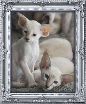 Visit an online cat breeder in nsw, queensland, act, northern territory, tasmania south australia, victoria and western australia. Siamese kittens already desexed FOR SALE ADOPTION from ...