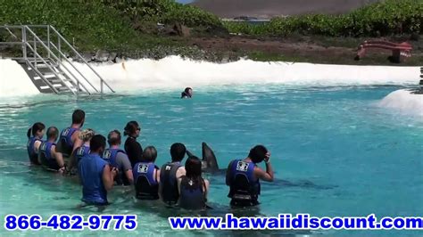 Sea Life Park Dolphin Swim Oahu Hawaii Youtube
