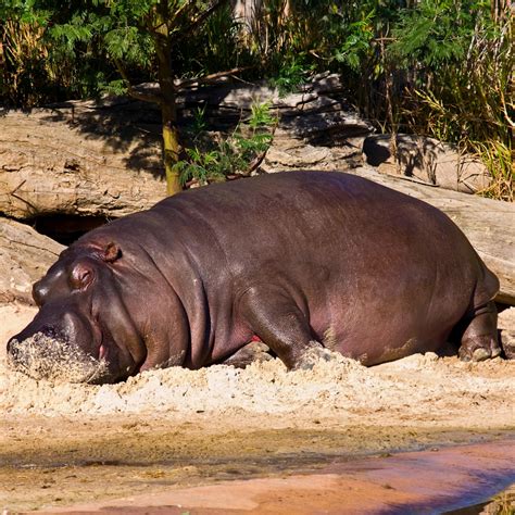 Hippo Sweat The Natural Sunscreen That Protects Like A Hippopotamus