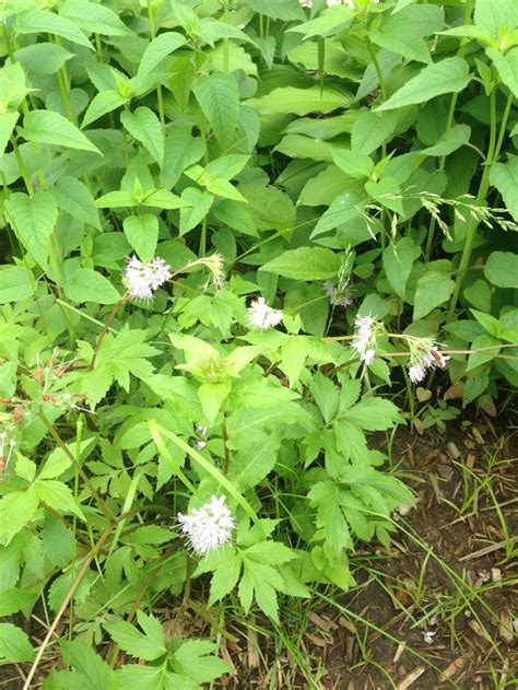 Plant cells have a cell wall, chloroplasts, plasmodesmata, and plastids used for storage, and a large central vacuole, whereas animal cells do not. Don't know the name of this flower. The squirrels must ...