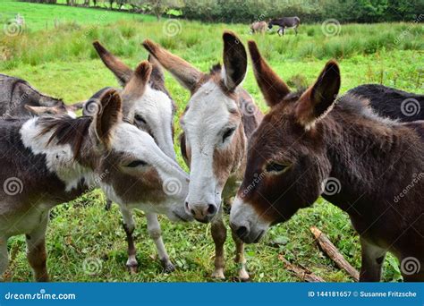 A Group Of Donkeys Sticking Their Heads Together Stock Image Image Of